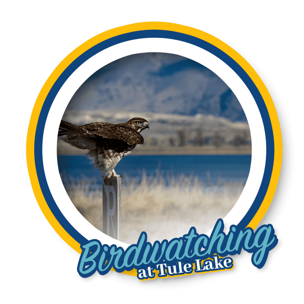 Birdwatching